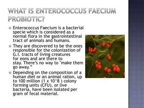 enterococcus faecium pronunciation|A candidate probiotic strain of Enterococcus faecium from.